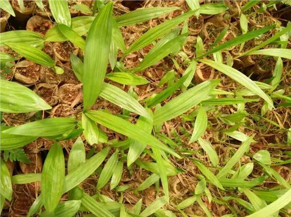 云南白芨种苗基地　昆明白芨种苗价格　白芨种植技术方法