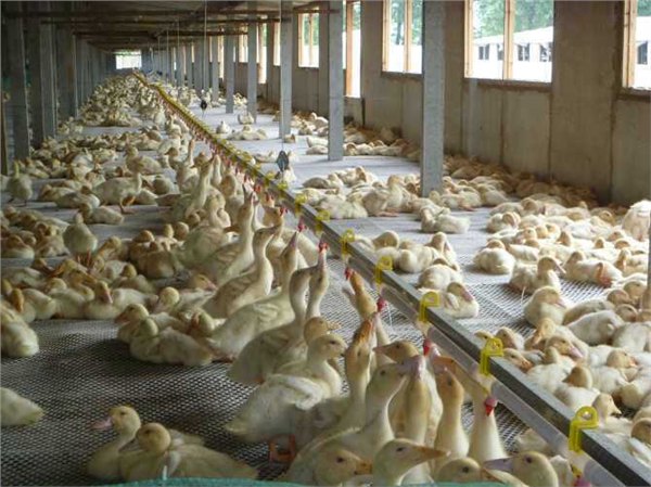 新一代嘉汇牌鸭鹅喂养专用自动供水线