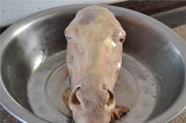 批发 带皮驴肉新鲜驴肉活驴现杀厂家 生鲜驴肉批发  
