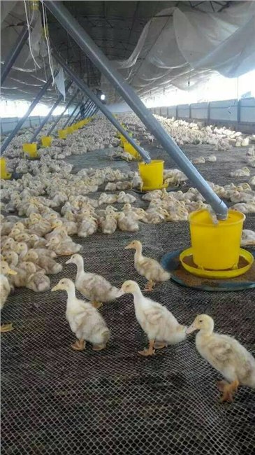 供应原装进口设备下料喂食畜禽料桶