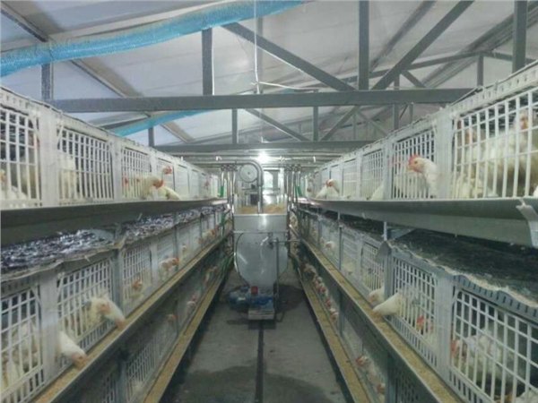 济宁嘉汇推荐养殖设备送料专用加料机
