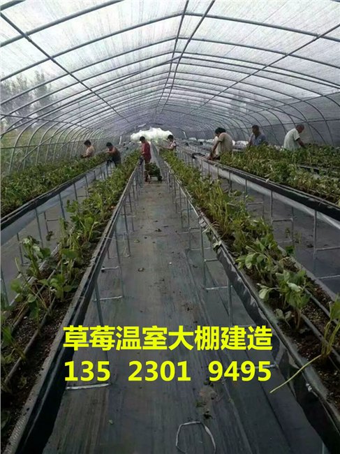 平顶山草莓大棚建造，平顶山草莓大棚安装公司