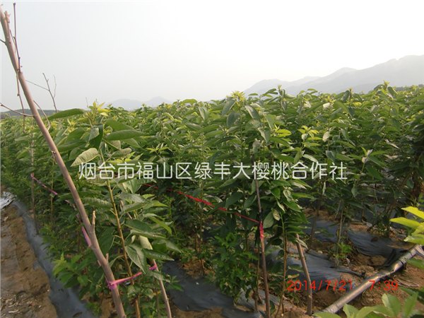 供应樱桃苗种植技术-,烟台山丰大樱桃种苗公司