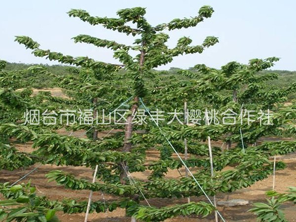 供应车厘子大樱桃苗-,烟台山丰大樱桃种苗公司