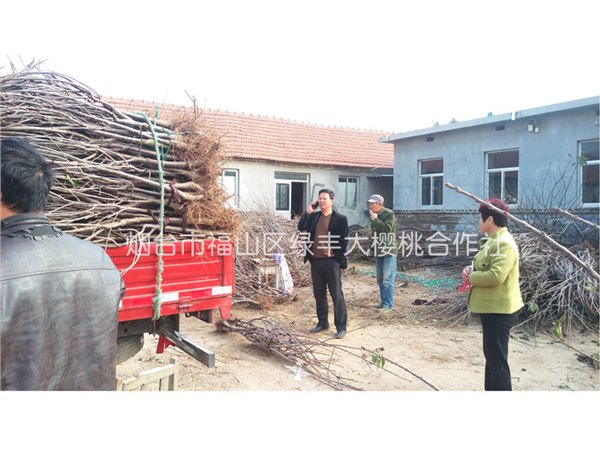 供应大樱桃苗-,烟台山丰大樱桃种苗公司