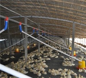 济宁嘉汇推荐养殖设备肉鸭养殖料线设备