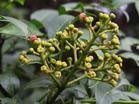 厂家供应吴茱萸次碱Rutecarpine
