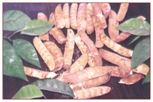 厂家供应没食子酸Gallic acid
