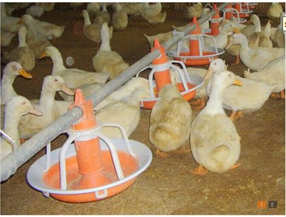 新型饲养嘉汇农牧设备供养专用肉鸭料盘