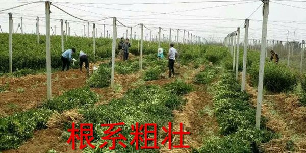 云浮哪里有蜜桔树苗批发
