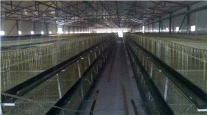 新型饲养嘉汇农牧设备自动化养殖饲养笼设备