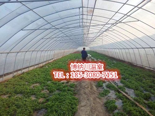 聊城博纳川单体简易蔬菜大棚厂家团队施工 造价低性能优