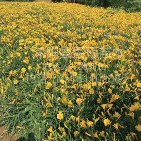 绿化花卉厂家-沭阳苗木商会