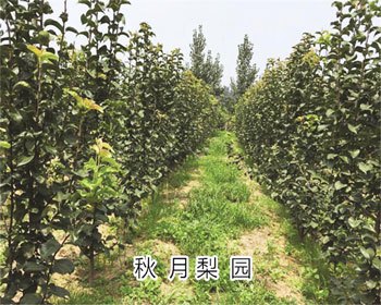 秋月梨苗供应