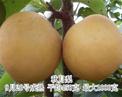 秋月梨苗报价