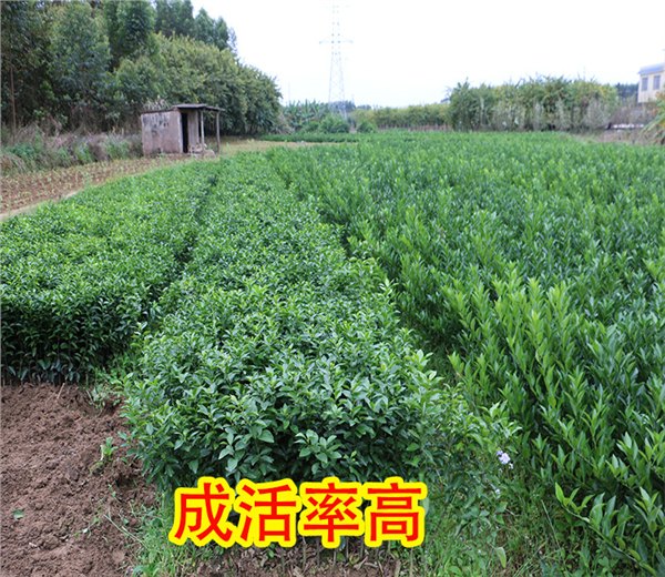 常德果树苗批发大量的地方