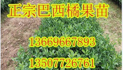 常德哪里有巴西蜜橘苗批发