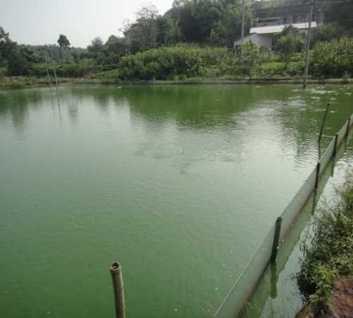优惠台湾泥鳅/正宗台湾泥鳅水花苗/大量供应台湾泥鳅鱼苗