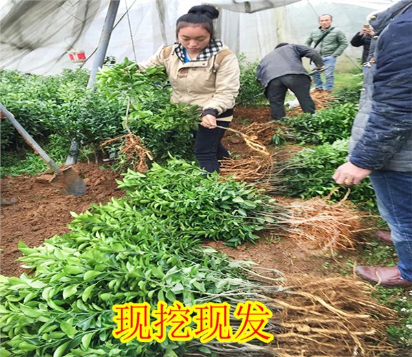 中山哪里有南丰蜜橘苗批发