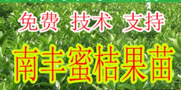 常德哪里有南丰蜜橘苗批发基地