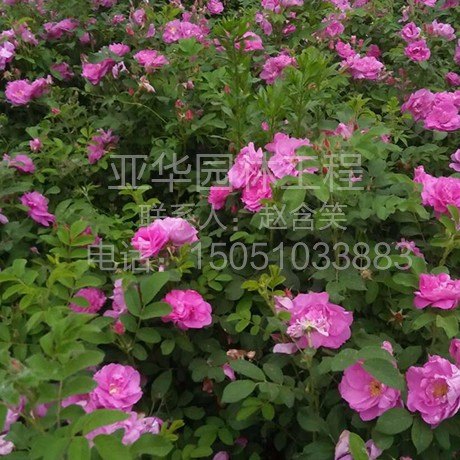 沭阳园林花卉销售-沭阳苗木商会
