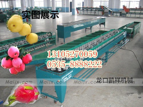 水蜜桃-选果机-分拣水蜜桃大小等级的选果机-江苏阳山