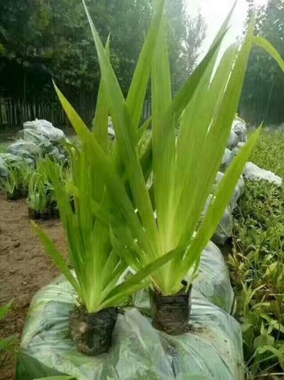天津上营养杯鸢尾栽培/天津上营养杯鸢尾栽培技术
