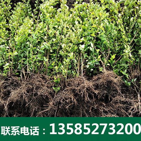 优质金叶女贞哪家好-沭阳博大绿化苗木