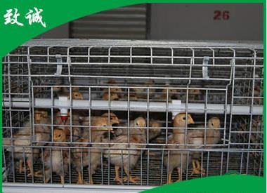 阶梯式育雏鸡笼价格鸡笼电话肉鸡笼电话