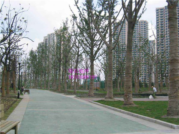 供应蚌埠透水地坪