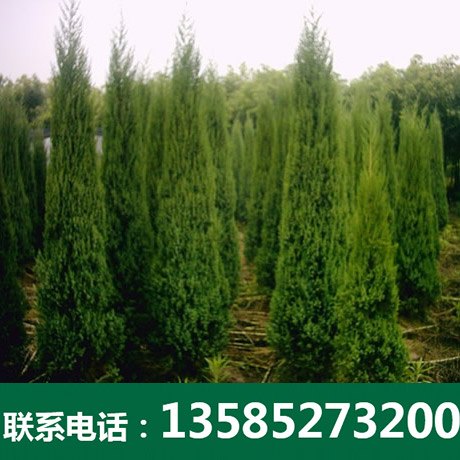 优质塔柏-沭阳博大绿化苗木