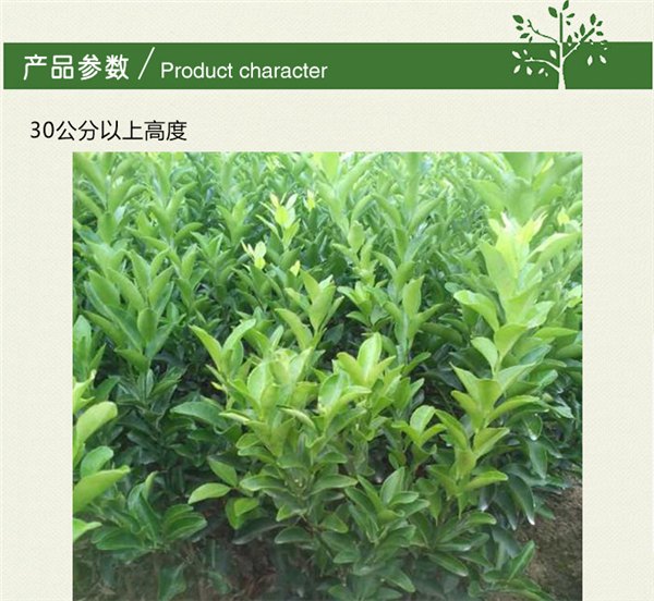 衡阳东方红桔小苗供应在哪里