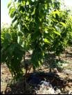 供应大樱桃树哪家好-,烟台市福山区山联大樱桃专业合作社