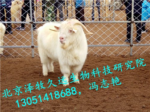 绒山羊用什么饲料长得快不尿结石