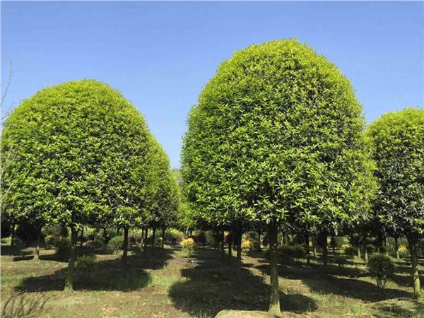 林云苗圃|南京桂花价格|大桂花价格