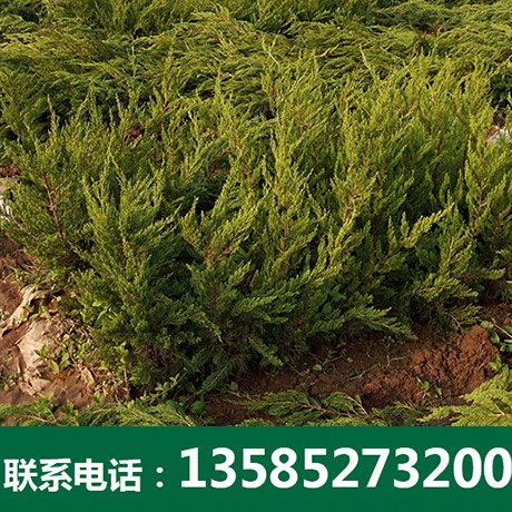 龙柏厂家直销-沭阳博大绿化苗木