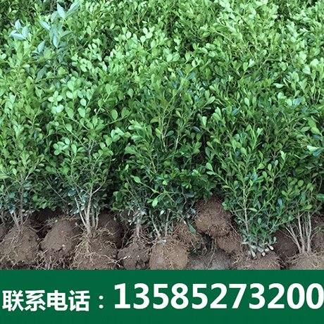 优质小叶黄杨球价格-沭阳博大绿化苗木