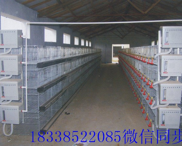 养鸡设备，厂家直销鸡笼，鸡笼批发，集蛋机，自动上料机，全自动清粪机