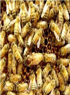 供应仙意1号意蜂蜜型种王
