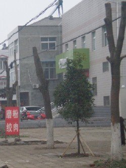 供应湖北骨架香樟树