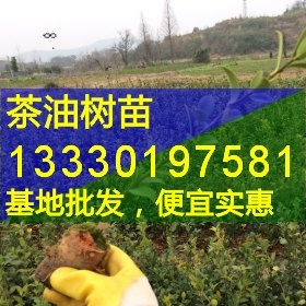湖北十堰嫁接油茶苗,竹山,竹溪,房县,丹江口高产油茶树苗价格