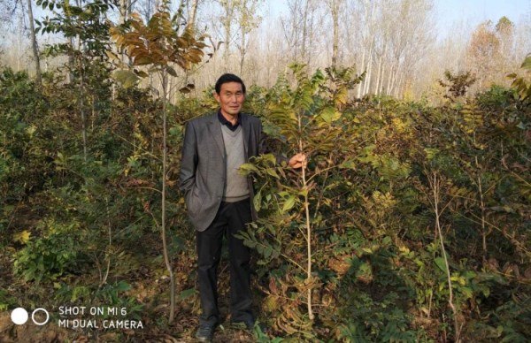 供应美国山核桃苗-嫁接苗-实生苗6万棵