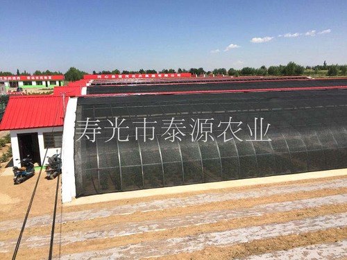 山东土墙日光温室建设