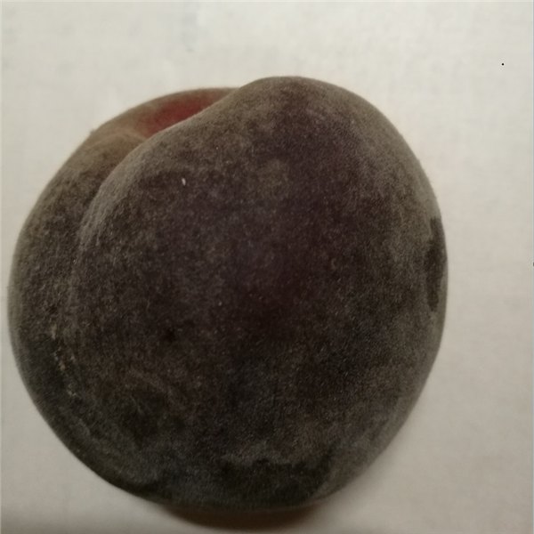 供应新品种桃苗黑桃树苗