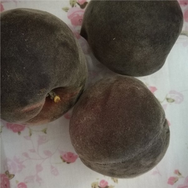 供应桃树苗品种黑桃苗种植基地