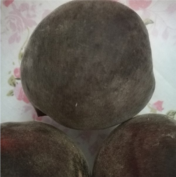 供应早熟桃树苗黑桃树
