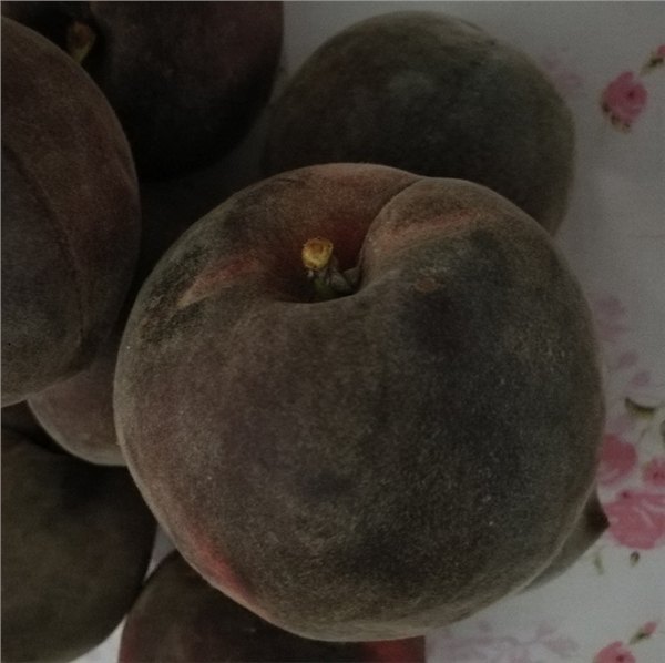 供应黑桃树品种苗