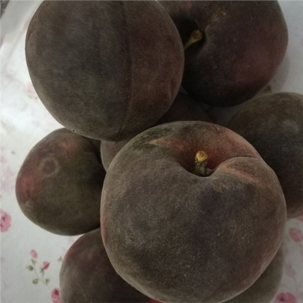供应黑桃树苗品种价格
