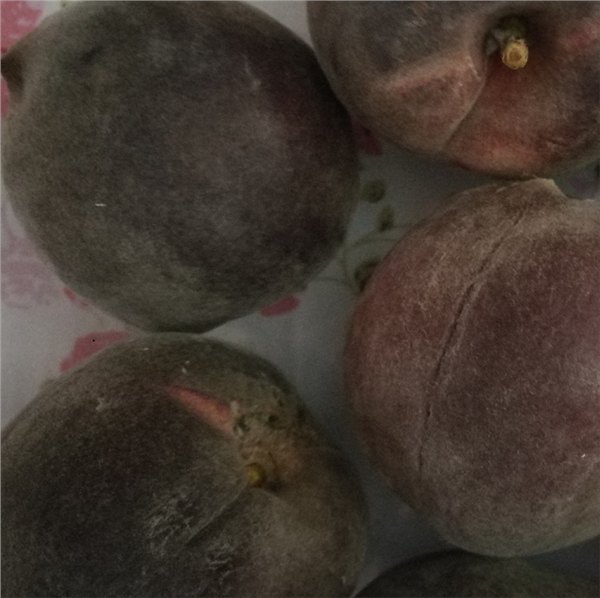 供应黑桃树品种大全